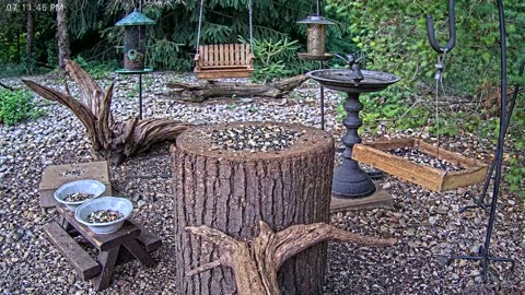LIVE 24/7 Indiana Birds, Squirrels and Wildlife Feeder Cam