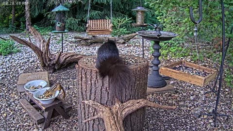 LIVE 24/7 Indiana Birds, Squirrels and Wildlife Feeder Cam