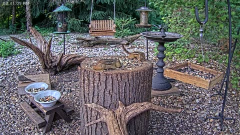 LIVE 24/7 Indiana Birds, Squirrels and Wildlife Feeder Cam