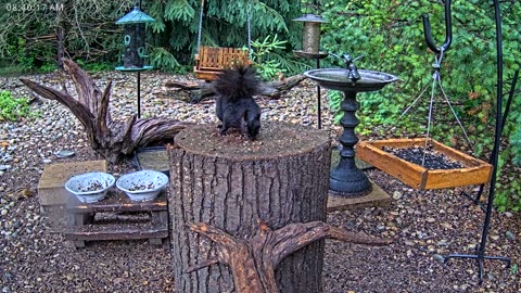 LIVE 24/7 Indiana Birds, Squirrels and Wildlife Feeder Cam