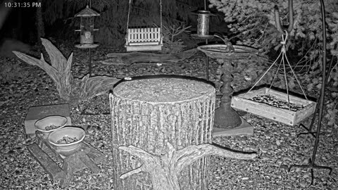 LIVE 24/7 Indiana Birds, Squirrels and Wildlife Feeder Cam