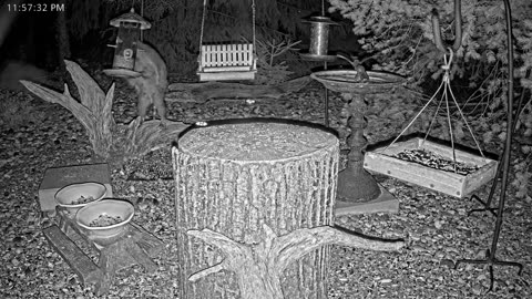 LIVE 24/7 Indiana Birds, Squirrels and Wildlife Feeder Cam