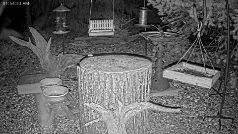 LIVE 24/7 Indiana Birds, Squirrels and Wildlife Feeder Cam