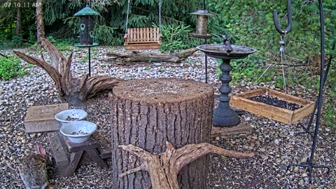 LIVE 24/7 Indiana Birds, Squirrels and Wildlife Feeder Cam