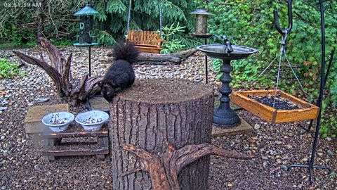 LIVE 24/7 Indiana Birds, Squirrels and Wildlife Feeder Cam