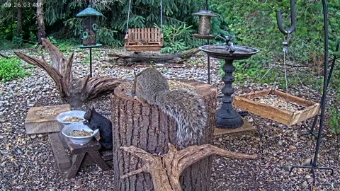 LIVE 24/7 Indiana Birds, Squirrels and Wildlife Feeder Cam