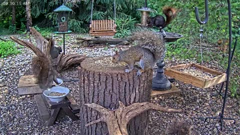LIVE 24/7 Indiana Birds, Squirrels and Wildlife Feeder Cam