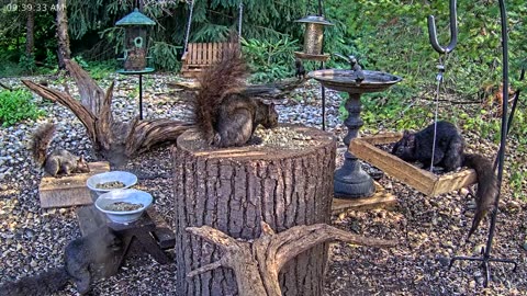 LIVE 24/7 Indiana Birds, Squirrels and Wildlife Feeder Cam