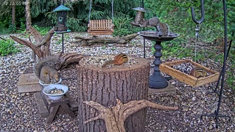 LIVE 24/7 Indiana Birds, Squirrels and Wildlife Feeder Cam