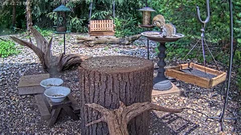 LIVE 24/7 Indiana Birds, Squirrels and Wildlife Feeder Cam