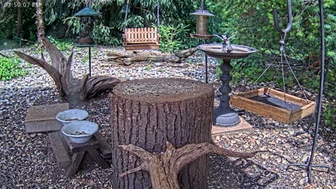 LIVE 24/7 Indiana Birds, Squirrels and Wildlife Feeder Cam