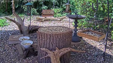 LIVE 24/7 Indiana Birds, Squirrels and Wildlife Feeder Cam
