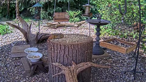 LIVE 24/7 Indiana Birds, Squirrels and Wildlife Feeder Cam