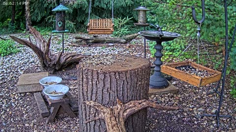 LIVE 24/7 Indiana Birds, Squirrels and Wildlife Feeder Cam