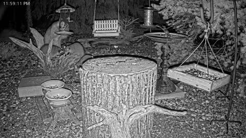 LIVE 24/7 Indiana Birds, Squirrels and Wildlife Feeder Cam