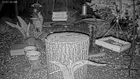 LIVE 24/7 Indiana Birds, Squirrels and Wildlife Feeder Cam