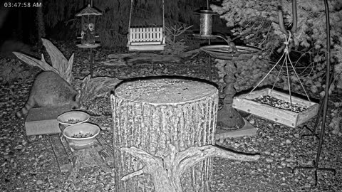 LIVE 24/7 Indiana Birds, Squirrels and Wildlife Feeder Cam