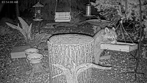 LIVE 24/7 Indiana Birds, Squirrels and Wildlife Feeder Cam