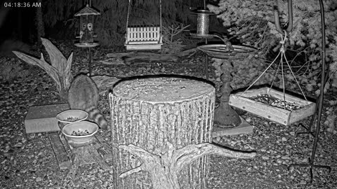 LIVE 24/7 Indiana Birds, Squirrels and Wildlife Feeder Cam