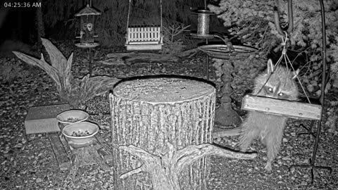 LIVE 24/7 Indiana Birds, Squirrels and Wildlife Feeder Cam