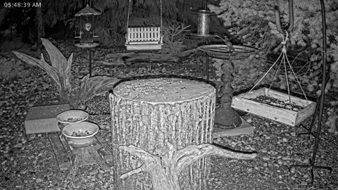 LIVE 24/7 Indiana Birds, Squirrels and Wildlife Feeder Cam