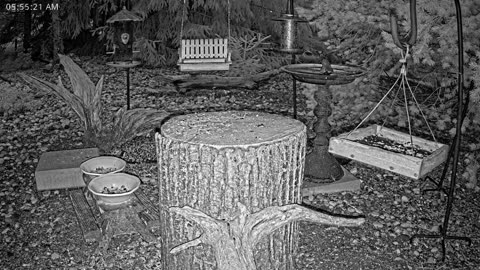LIVE 24/7 Indiana Birds, Squirrels and Wildlife Feeder Cam