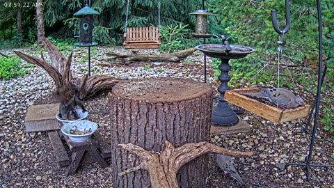 LIVE 24/7 Indiana Birds, Squirrels and Wildlife Feeder Cam