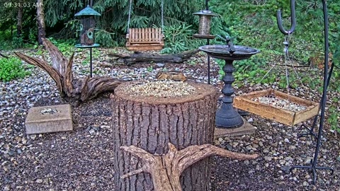 LIVE 24/7 Indiana Birds, Squirrels and Wildlife Feeder Cam