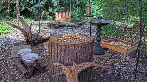 LIVE 24/7 Indiana Birds, Squirrels and Wildlife Feeder Cam