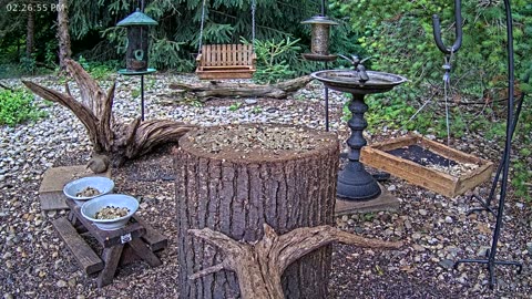 LIVE 24/7 Indiana Birds, Squirrels and Wildlife Feeder Cam