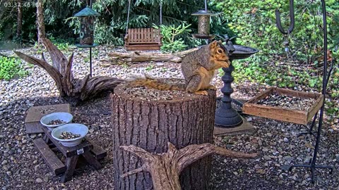 LIVE 24/7 Indiana Birds, Squirrels and Wildlife Feeder Cam