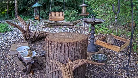 LIVE 24/7 Indiana Birds, Squirrels and Wildlife Feeder Cam