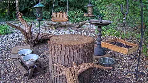 LIVE 24/7 Indiana Birds, Squirrels and Wildlife Feeder Cam