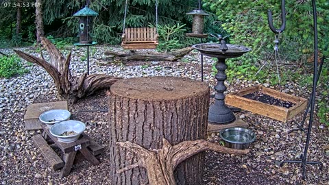 LIVE 24/7 Indiana Birds, Squirrels and Wildlife Feeder Cam