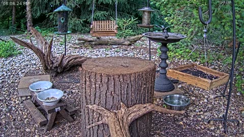 LIVE 24/7 Indiana Birds, Squirrels and Wildlife Feeder Cam