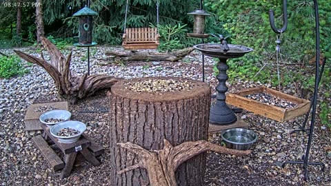 LIVE 24/7 Indiana Birds, Squirrels and Wildlife Feeder Cam