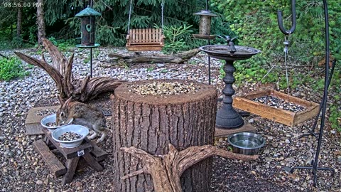 LIVE 24/7 Indiana Birds, Squirrels and Wildlife Feeder Cam