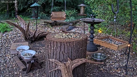 LIVE 24/7 Indiana Birds, Squirrels and Wildlife Feeder Cam