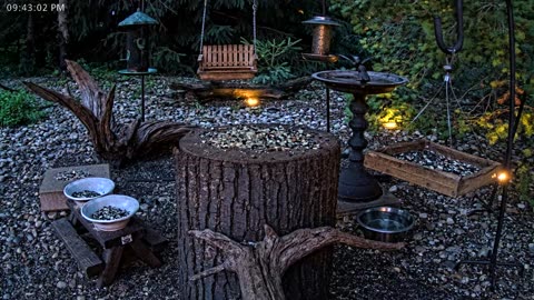 LIVE 24/7 Indiana Birds, Squirrels and Wildlife Feeder Cam