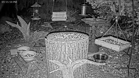 LIVE 24/7 Indiana Birds, Squirrels and Wildlife Feeder Cam