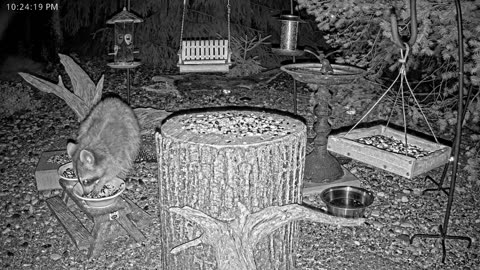 LIVE 24/7 Indiana Birds, Squirrels and Wildlife Feeder Cam