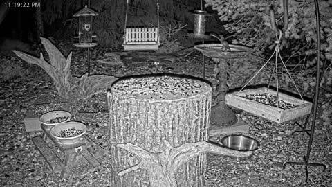 LIVE 24/7 Indiana Birds, Squirrels and Wildlife Feeder Cam