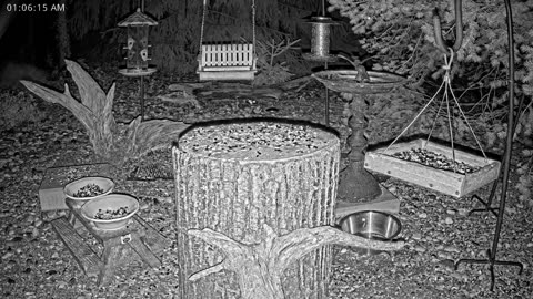 LIVE 24/7 Indiana Birds, Squirrels and Wildlife Feeder Cam