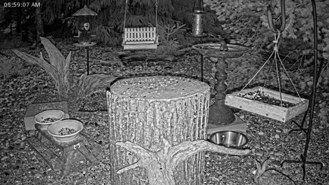 LIVE 24/7 Indiana Birds, Squirrels and Wildlife Feeder Cam