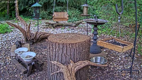 LIVE 24/7 Indiana Birds, Squirrels and Wildlife Feeder Cam