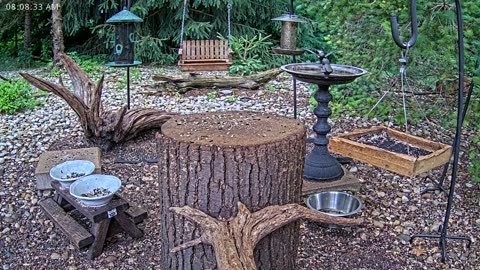 LIVE 24/7 Indiana Birds, Squirrels and Wildlife Feeder Cam