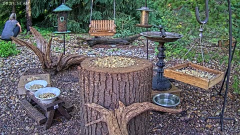 LIVE 24/7 Indiana Birds, Squirrels and Wildlife Feeder Cam