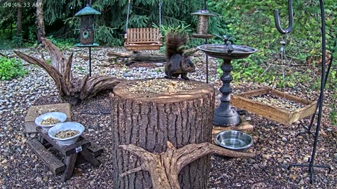 LIVE 24/7 Indiana Birds, Squirrels and Wildlife Feeder Cam
