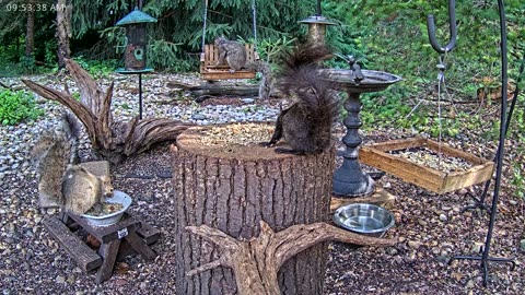 LIVE 24/7 Indiana Birds, Squirrels and Wildlife Feeder Cam