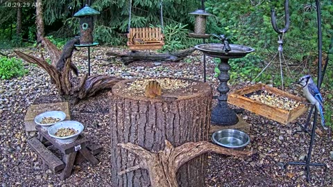 LIVE 24/7 Indiana Birds, Squirrels and Wildlife Feeder Cam